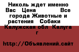 Николь ждет именно Вас › Цена ­ 25 000 - Все города Животные и растения » Собаки   . Калужская обл.,Калуга г.